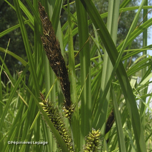 Photo Carex riparia