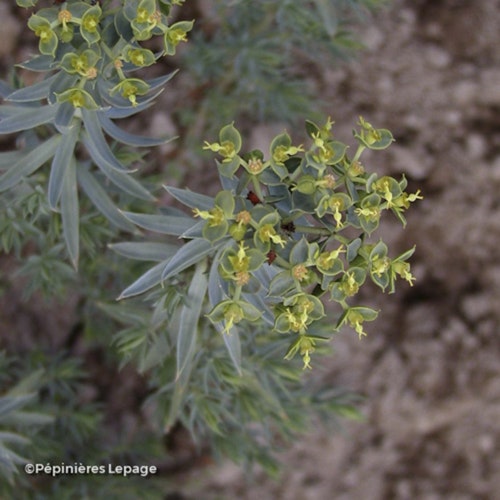 Photo Euphorbia pithyusa