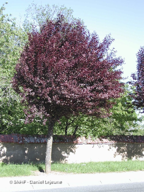 Photo Prunus cerasifera 'Pissardii'