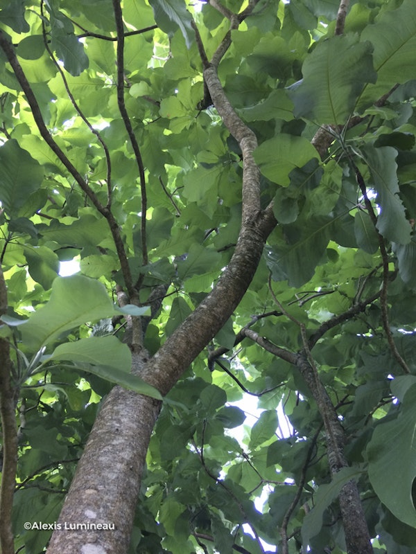 Photo Magnolia macrophylla