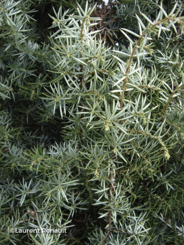 Photo Juniperus communis