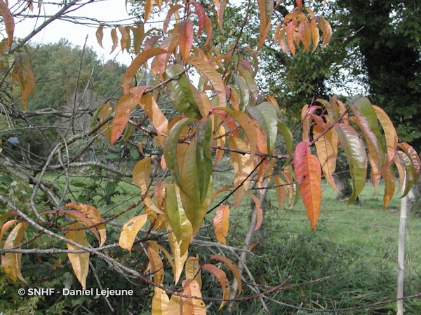 Photo Prunus persica