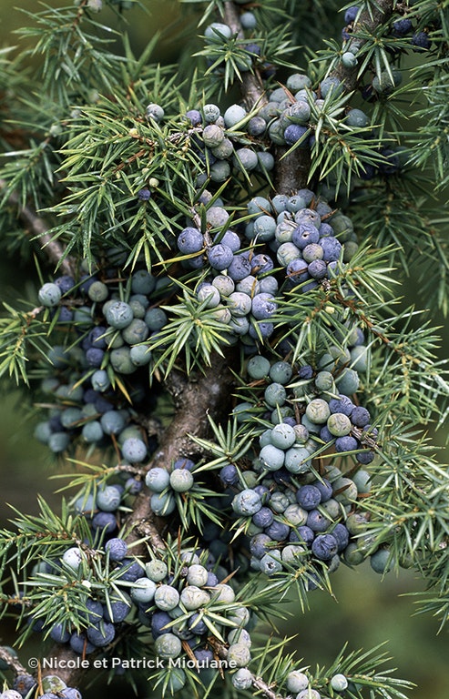 Image de Juniperus communis