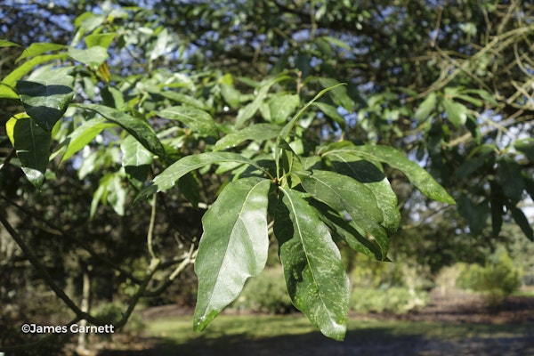 Photo Quercus laurifolia