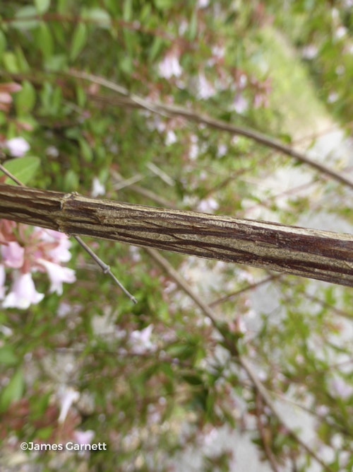 Photo Zabelia parvifolia
