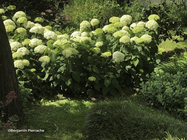 Photo Hydrangea arborescens 'Annabelle'