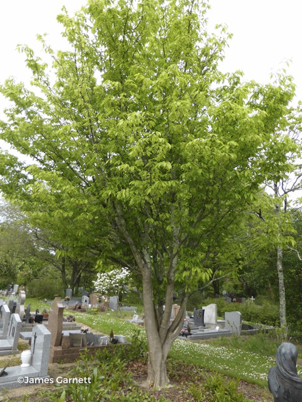 Photo Acer carpinifolium