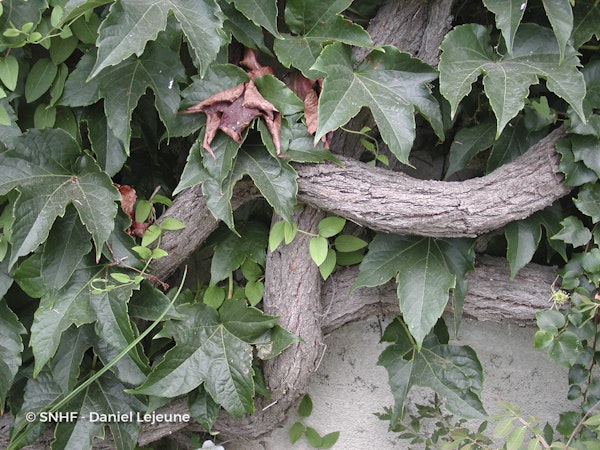 Photo Parthenocissus tricuspidata