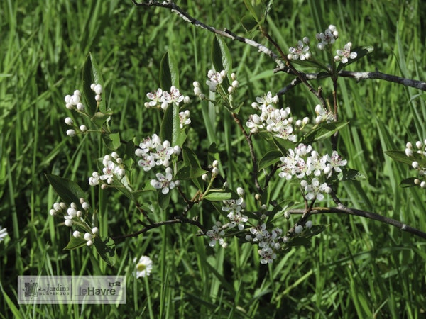 Photo Aronia arbutifolia