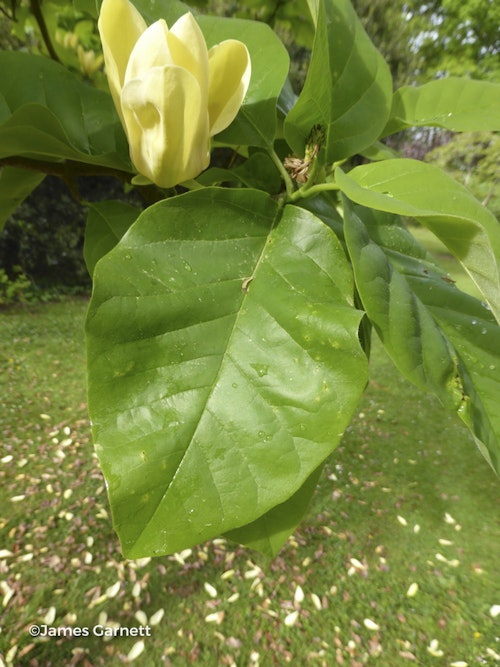 Photo Magnolia x brooklynensis 'Yellow Bird'