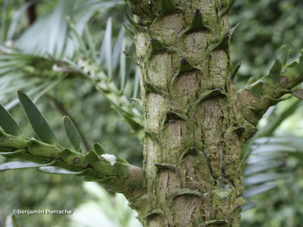 Floriscope | Wollemia Nobilis