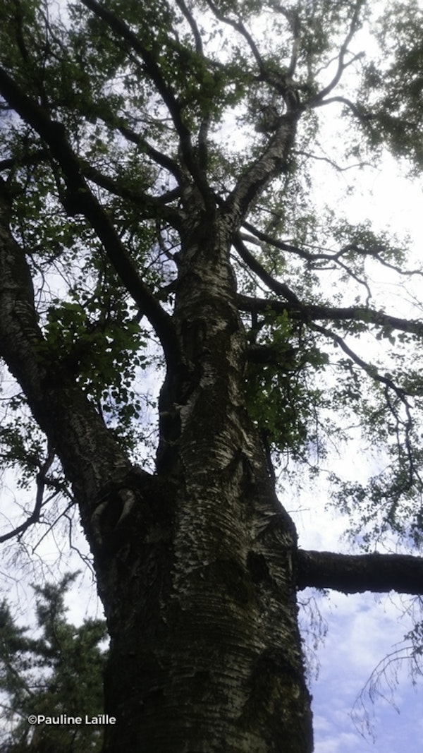 Photo Betula pendula