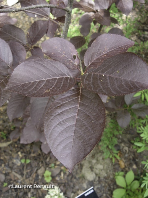 Photo Prunus virginiana 'Shubert'