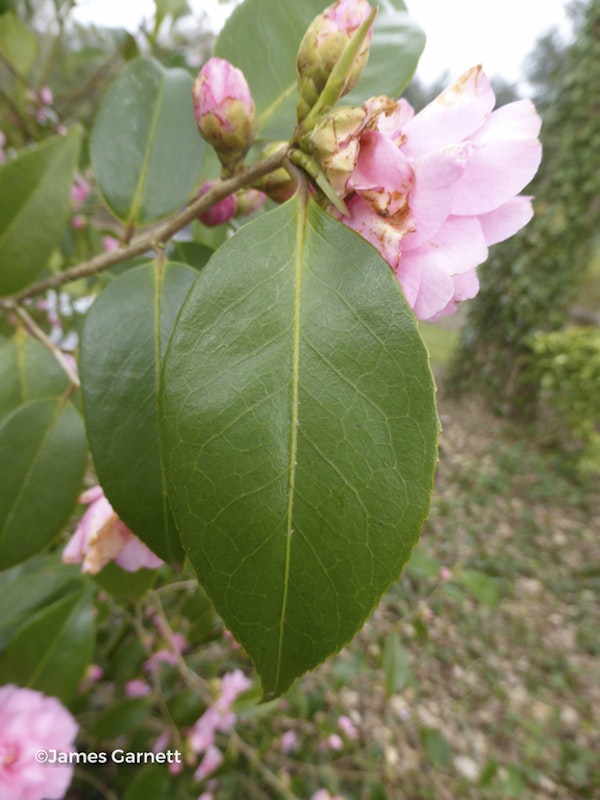 Photo Camellia 'Spring Festival'