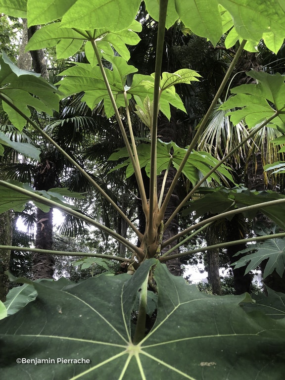 Image de Tetrapanax papyrifer 'Rex'