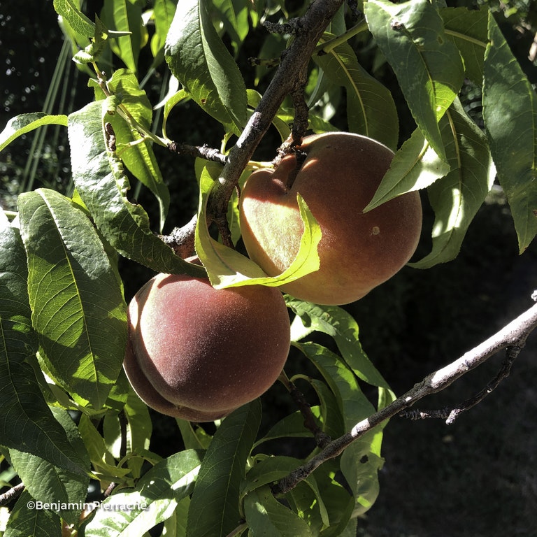 Image de Prunus persica 'Grosse Mignonne'