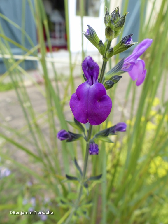 Image de Salvia ( microphylla x chamaedryoides ) 'Violette'