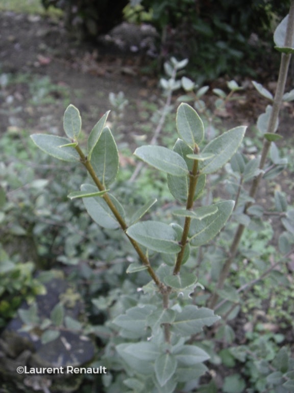 Image de Phillyrea latifolia