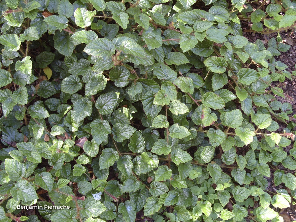 Image de Rubus 'Betty Ashburner'