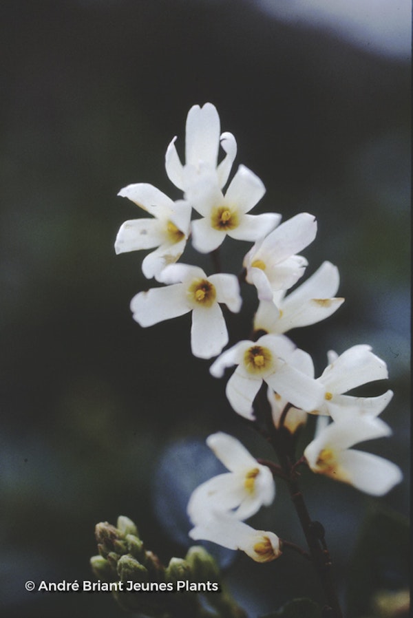 Photo Abeliophyllum distichum