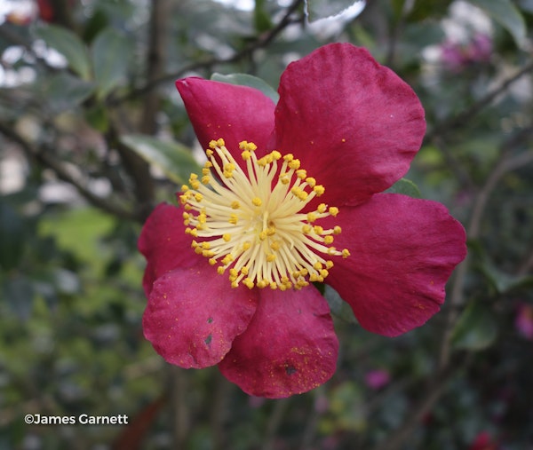 Photo Camellia x vernalis 'Yuletide'