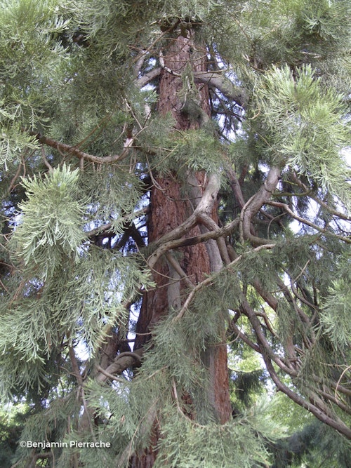 Photo Sequoiadendron giganteum