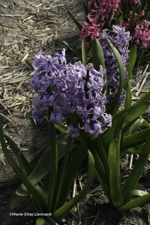 Image de Hyacinthus orientalis 'Purple Star'