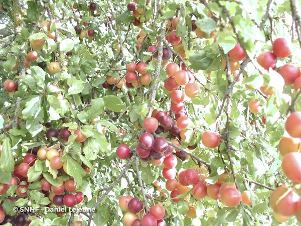Photo Prunus cerasifera