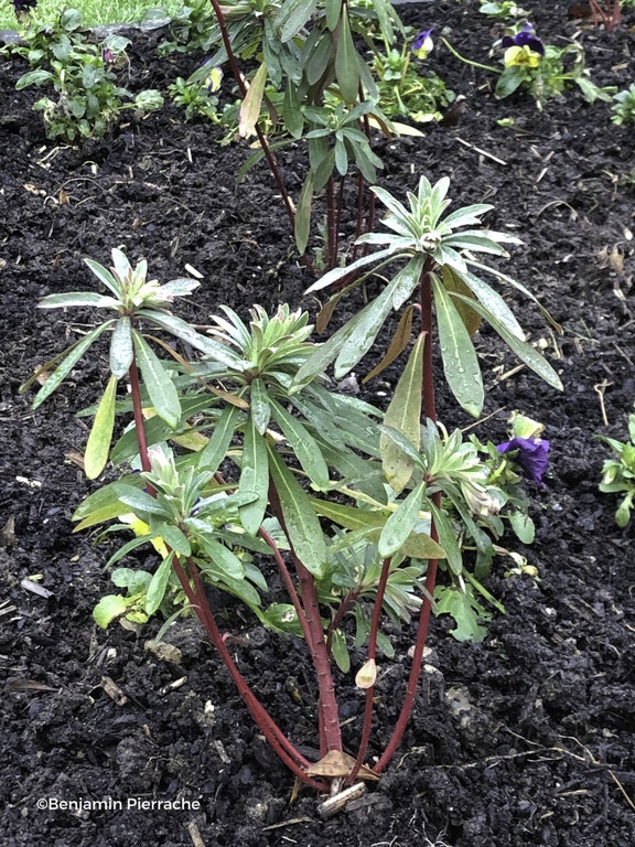 Image de Euphorbia x martinii