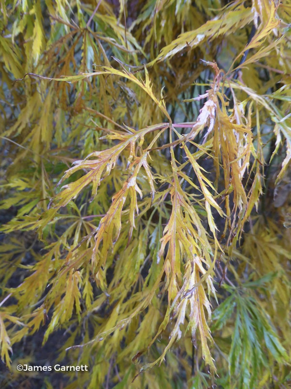 Photo Acer palmatum 'Dissectum'