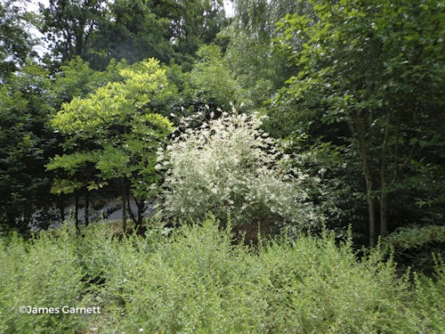 Photo Salix integra 'Hakuro-nishiki'