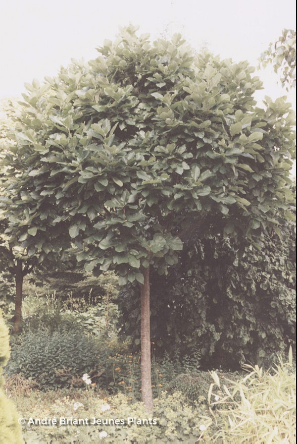 Photo Quercus dentata