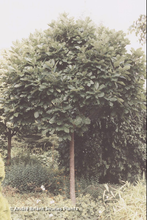 Image de Quercus dentata