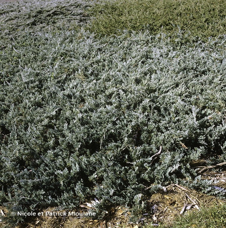 Image de Juniperus horizontalis 'Glauca'