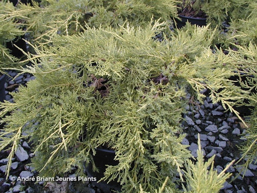 Photo Juniperus x pfitzeriana 'Pfitzeriana Aurea'