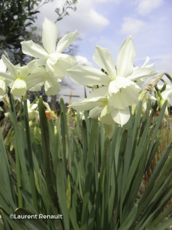 Photo Narcissus 'Thalia'