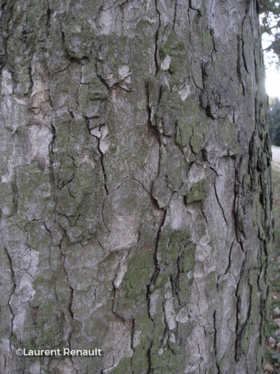 Image de Acer pseudoplatanus 'Purpurascens'