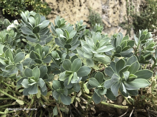 Photo Euphorbia myrsinites