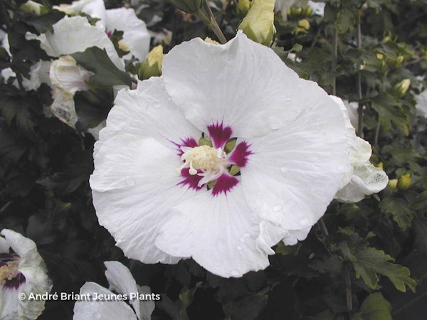 Photo Hibiscus syriacus 'Red Heart'