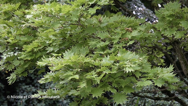 Photo Acer shirasawanum 'Aureum'