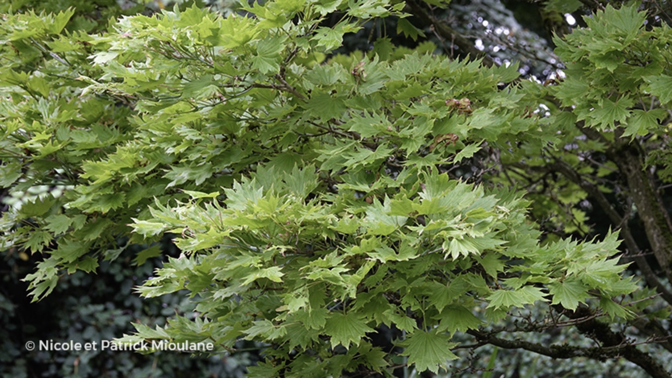 Image de Acer shirasawanum 'Aureum'