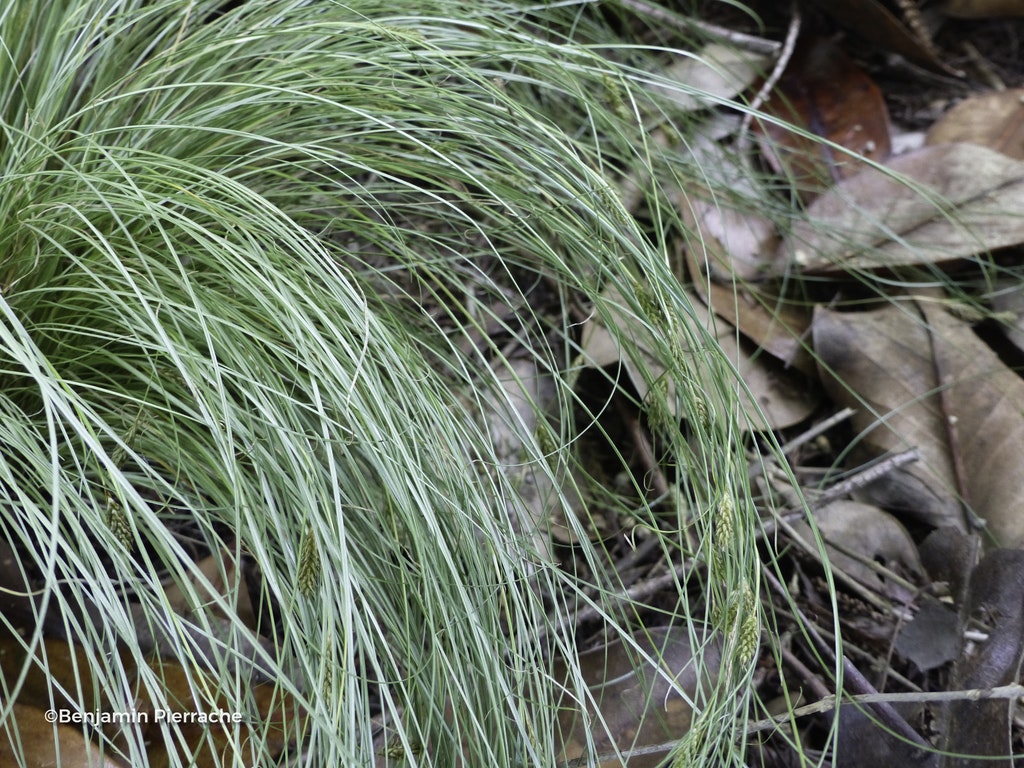 Image de Carex comans 'Frosted Curls'