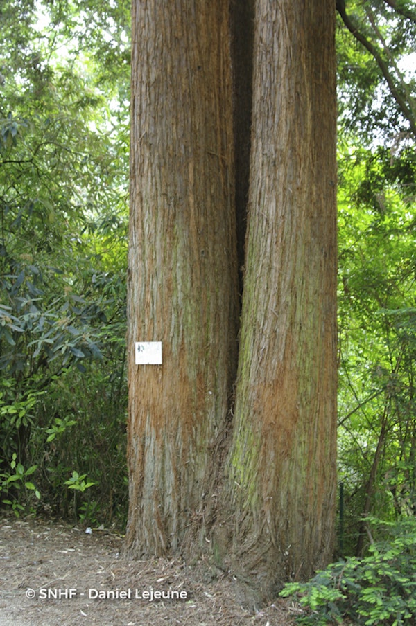 Photo Sequoia sempervirens