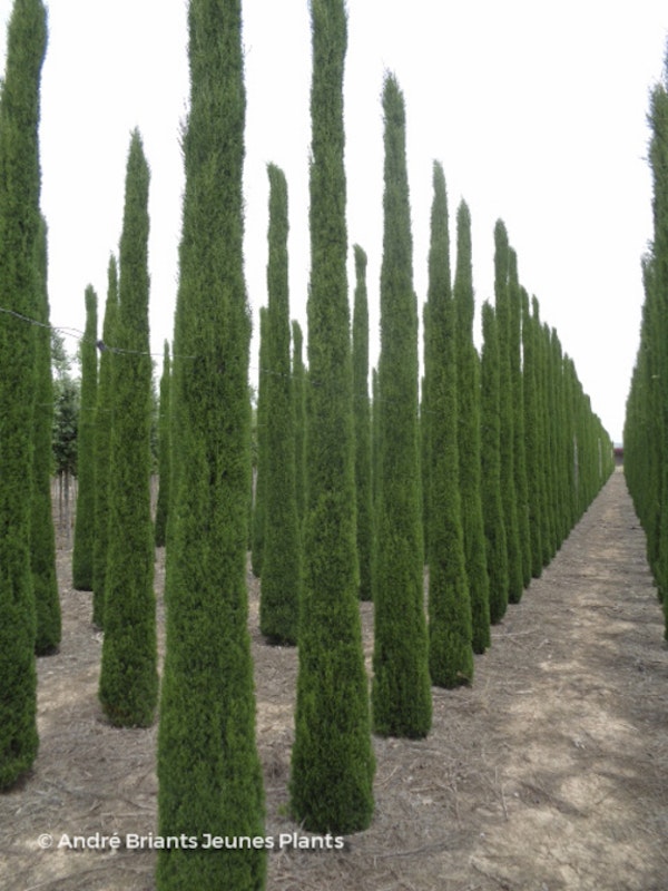 Photo Cupressus sempervirens ( Stricta Group ) 'Totem Pole'