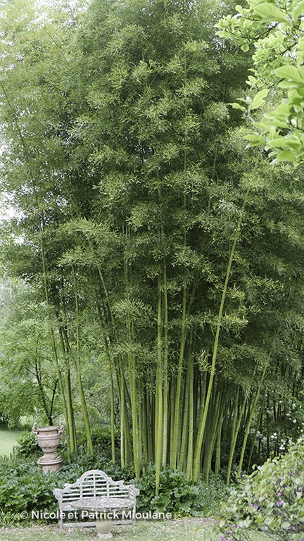 Image de Phyllostachys bambusoides