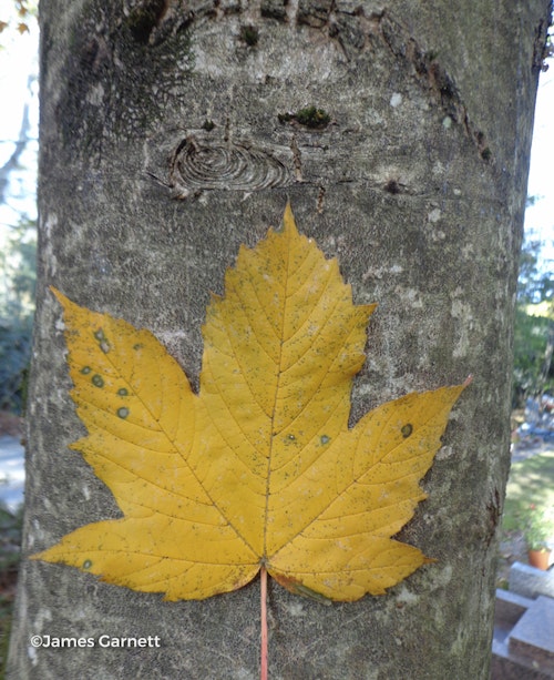 Photo Acer pseudoplatanus 'Atropurpureum'