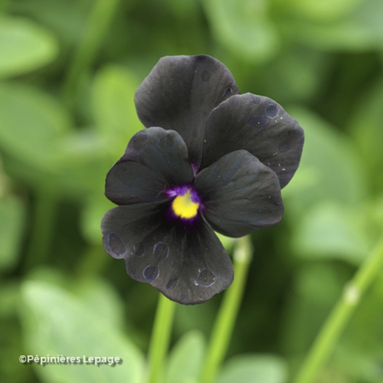 Image de Viola ( Cornuta Hybrids Group ) 'Molly Sanderson'