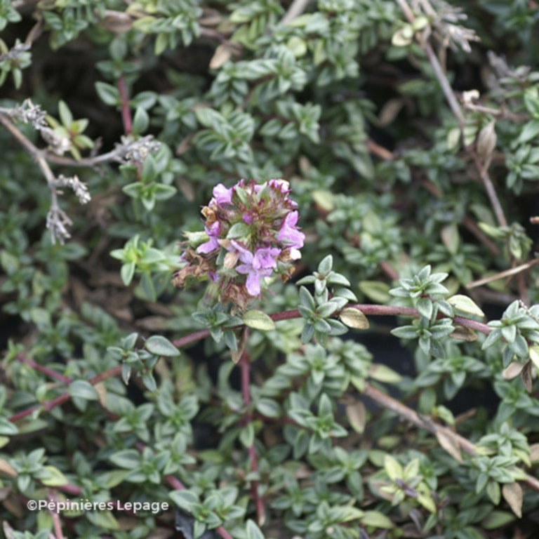 Image de Thymus herba-barona