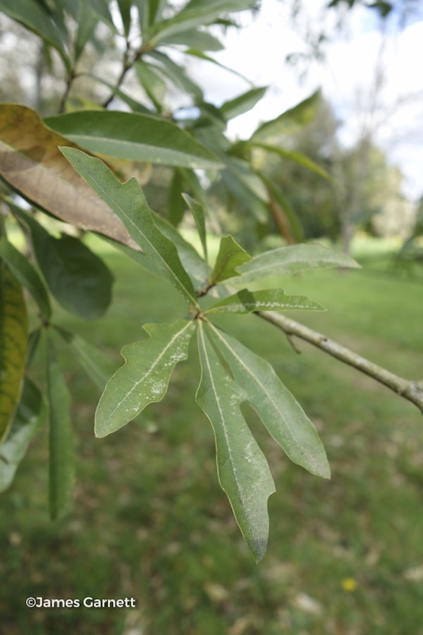 Photo Quercus nigra