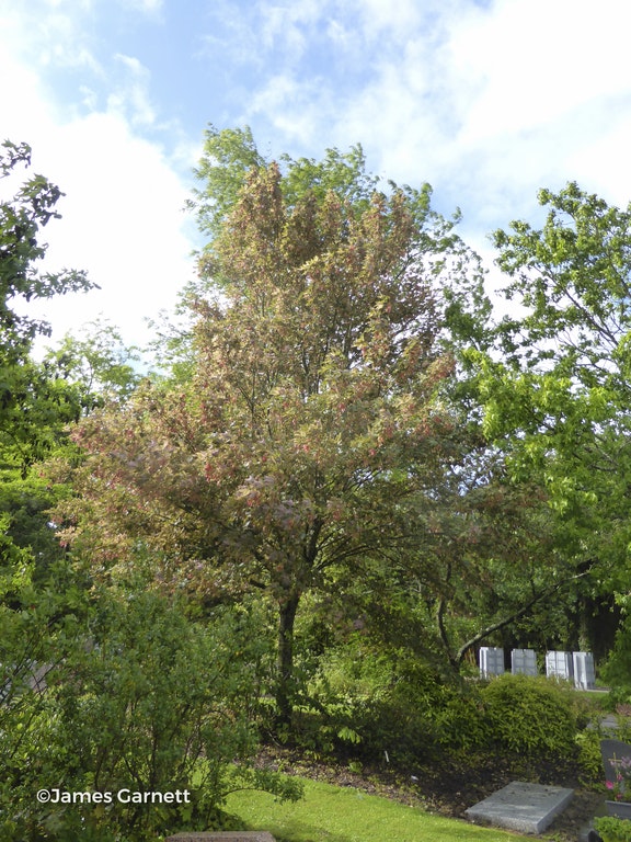 Image de Acer pseudoplatanus 'Leopoldii'
